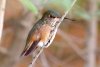 Rufous Hummingbird - Sonoran Desert