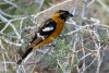 Black-headed Grosbeak - Sonoran Desert