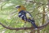 Yellow Grosbeak - Sonoran Desert