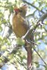 Northern Cardinal - Sonoran Desert