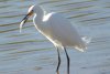 Snowy Egret - Sonoran Desert