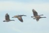 Canada Geese - Sonoran Desert