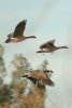 Canada Geese - Sonoran Desert