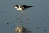 Black-necked Stilt - Sonoran Desert