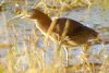 Green Heron - Sonoran Desert