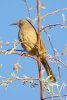 Curve-billed Thrasher - Sonoran Desert