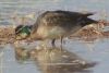 Baikal Teal - Sonoran Desert