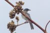 Mexican Jay - Sonoran Desert