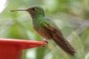 Berylline Hummingbird - Sonoran Desert