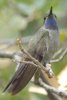 Blue-throated Hummingbird - Sonoran Desert