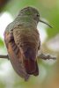 Berylline Hummingbird - Sonoran Desert