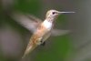 Female Rufous Hummingbird - Sonoran Desert