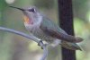 Anna's Hummingbird - Sonoran Desert