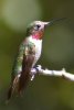 Anna's Hummingbird - Sonoran Desert