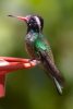 White-eared Hummer - Sonoran Desert