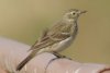 American Pipit - Sonoran Desert