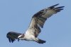 Osprey - Sonoran Desert