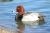 Canvasback Duck - Sonoran Desert