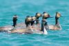 Eared Grebes - Sonoran Desert