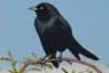 Brewer's Blackbird - Sonoran Desert