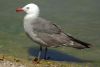 Heermann's Gull - Sonoran Desert