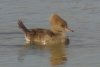 Hooded Merganser - Sonoran Desert