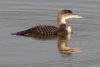 Common Loon - Sonoran Desert