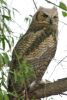 Great Horned Owl - Sonoran Desert