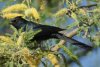 Phainopepla - Sonoran Desert