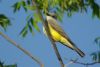 Western Kingbird - Sonoran Desert