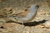 Yellow-eyed Junco - Sonoran Desert