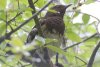 Aztec Thrush - Sonoran Desert