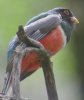 Elegant Trogon - Sonoran Desert