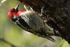 Red-breasted Sapsucker - Sonoran Desert