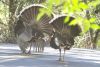 Wild Turkeys - Sonoran Desert