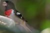 Rose-breasted Grosbeak - Sonoran Desert