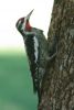 Red-naped Sapsucker - Sonoran Desert