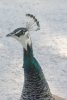 Peacock - India