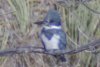 Belted Kingfisher - Sonoran Desert