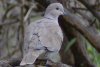 Eurasian Collared Dove - Sonoran Desert