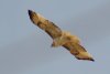 Red-tailed Hawk - Sonoran Desert