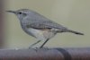 Rock Wren - Sonoran Desert