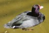 Rosy Billed Pochard - South America