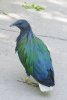 Nicobar Pigeon - Malay Peninsula, Nicobar Islands