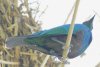 Glossy Starling - Sub-Sahara Africa