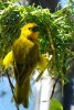 Taveta Golden Weaver - Kenya, Tanzania