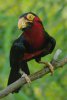 Bearded Barbet - Africa