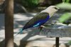 Blue-bellied Roller - Africa