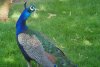 Peacock - India