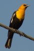 Yellow-headed Blackbird - Sonoran Desert